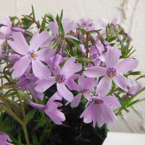 ōiVoUNjFGhNbVu[3|bg12Zbg