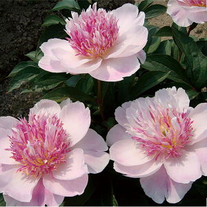 Ԃ̕c/VNNi䉖jFhD[e4|bg