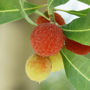 ʎ̕c/}iRjFGiイقj4`5|bg