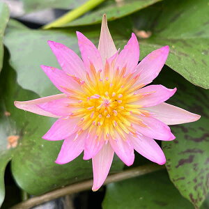 Ԃ̕c/i킯jMуXCFsNr[7|bg[Jԗ\芔E711܂łɍő30֍炭Mѐ@]