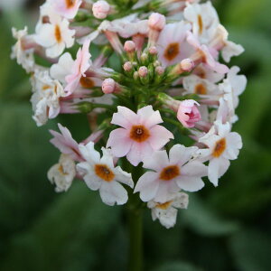 Ԃ̕c/N\EFAbvubT3.5|bg