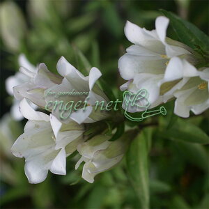山野草の苗/りんどう：ササリンドウ（笹竜胆・ササバリンドウ）白花2.5号ポット