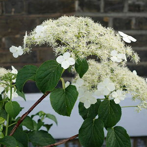 Ԃ̕c/cAWTCizԁj3|bg12Zbg