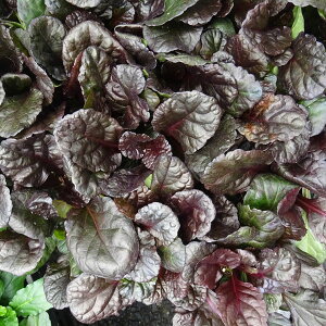 AWKFubNXJbv3|bg24Zbg