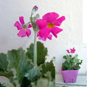 Ԃ̕c/vF}RCfX [Y3-3.5|bg