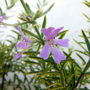 Ԗ ؂̕c/EGXgMA ioGK[^j5A