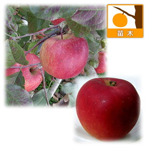 ʎ̕c/S2󕲎ZbgFӂixmjƍgʁi傭j