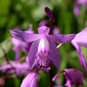 []OhJo[i1ĕjFVFԁ@3|bg24Zbg