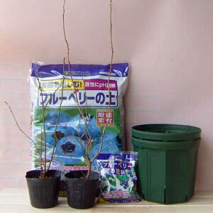 ʎ̕c/u[x[͔|ZbgF܂ԐƂԐ͔̔|Zbg