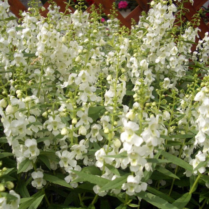 楽天市場 草花の苗 アンゲロニア セレナホワイト3 5号ポット2株セット 園芸ネット プラス