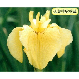 Ԃ̕c/niVEuiԏҊjFm̋PiAC`mJKLj3|bg