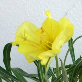 草花の苗/オエノセラ(昼咲き月見草） シルバーウィングス3.5号ポット4株セット