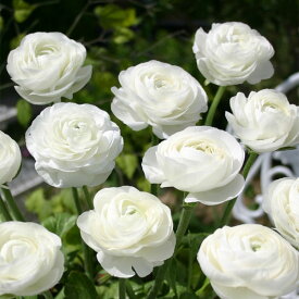 球根/[棚卸セール]ラナンキュラス：ホワイト50ml入り