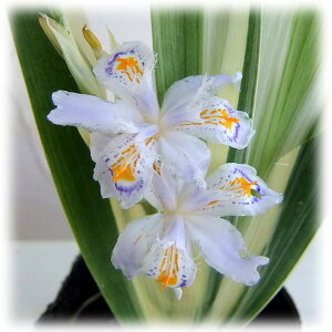 Ԃ̕c/VKFVK3|bg 6Zbg