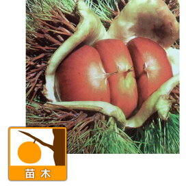 果樹の苗/[アーリーサマーセール]栗（クリ）：美玖里（みくり）4～5号ポット