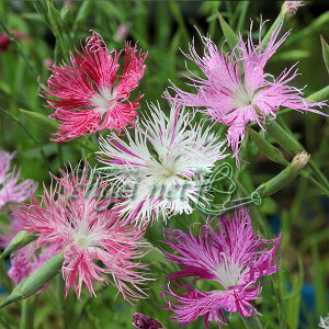 �R�쑐�̕c/�J�����i�f�V�R�i�͌����q�j�F�i��炫3���|�b�g