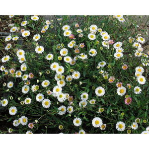 苗 エリゲロンの人気商品 通販 価格比較 価格 Com