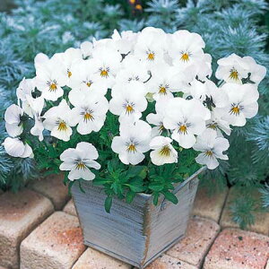 Ԃ̕c/rIFrr NAzCg3`3.5|bg12Zbg