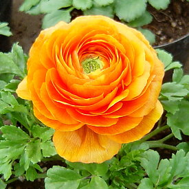 草花の苗/ラナンキュラス：小春びより：オレンジ3.5号ポット