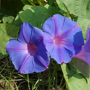 アサガオ 苗の人気商品 通販 価格比較 価格 Com