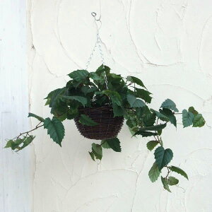 観葉植物 アイビー ハンギングの人気商品 通販 価格比較 価格 Com
