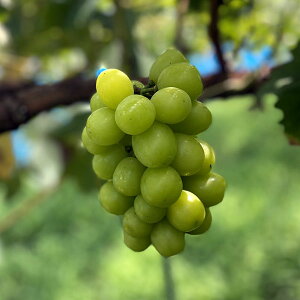 ʎ̕c/uhEFVC}XJbg}ؕc4`5|bg