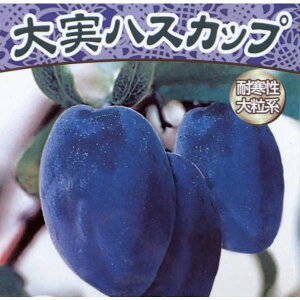 ʎ̕c/nXJbvinj[x[j4.5|bg