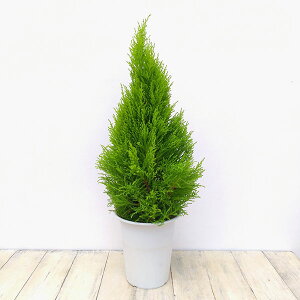 ゴールドクレスト 盆栽 植木の人気商品 通販 価格比較 価格 Com ゴールドクレスト 盆栽 植木の人気商品 通販 価格比較 価格 Com