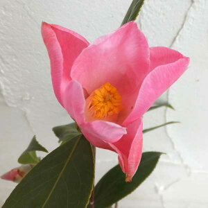 Ԗ ؂̕c/ցicoLjF`[bv^C4|bg