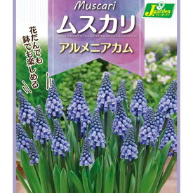 楽天市場 ムスカリ アルメニアカムの通販