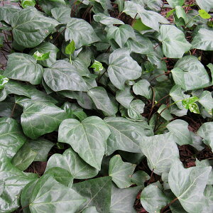 Ԃ̕c/wfFJiGVXiIJd^jΗt3`3.5|bg