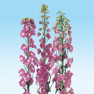 Ԃ̕c/ftBjEF}WbNtHeAbvubT3|bg