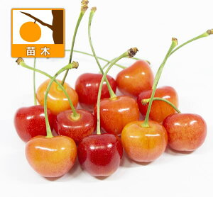 ʎ̕c/TN{Fij4`5|bgږؕc