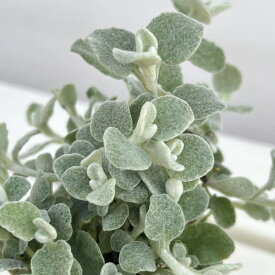 草花の苗/ヘリクリサム：ペティオラレ2.5号ポット