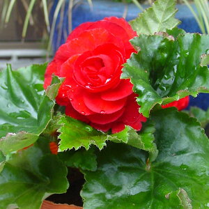 花 ベゴニア 苗の人気商品 通販 価格比較 価格 Com