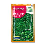 ダイカンドラ：1平米分（20ml）[タネ]