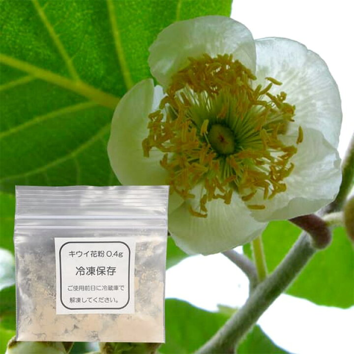 楽天市場 果樹の苗 キウイの花粉 キウイ受粉用 2袋セット タネ 園芸ネット プラス