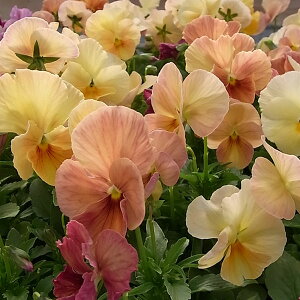 Ԃ̕c/pW[FAvRbgo3-3.5|bg 8Zbg