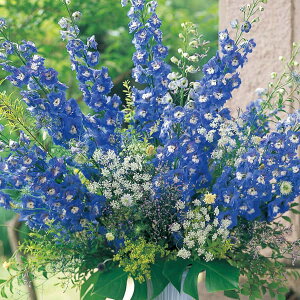 Ԃ̕c/ftBjEFF1I[ u[Cv3|bg 6Zbg