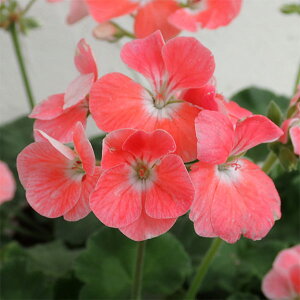 Ԃ̕c/[jEFS2000T[3.5|bg