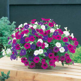 楽天市場 ペチュニア 鉢植えの通販