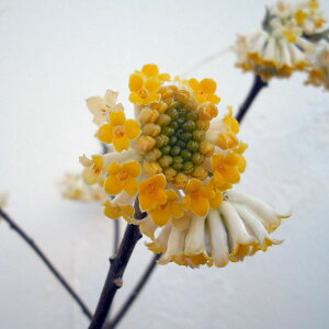 R쑐̕c/~c}^ԁiԁj3`3.5|bg