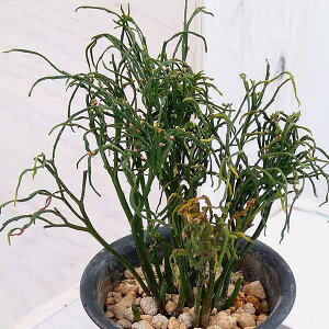 ϗtA/}coFPizEIEiMj3.5A