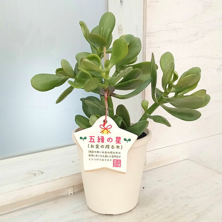 楽天市場】観葉植物/金のなる木（花月・カゲツ) ：五縁の星 