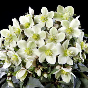 NX}X[YizjF*HGCeNXg4.5|bg