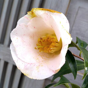 Ԗ ؂̕c/ցicoLjFiiڂ͂炵j4|bg