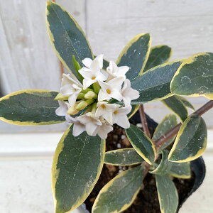 Ԗ ؂̕c/W`EQiԁjFԁij3-3.5|bg