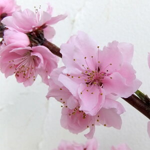 Ԗ ؂̕c/ijF꓍Ǝ萅ieeXC~cj 4`5|bg