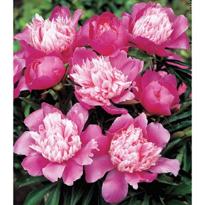 苗 芍薬の通販 価格比較 価格 Com