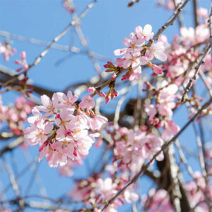 Ԗ ؂̕c/Fg}ixjV_jږؕc4`5|bg